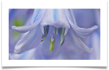 7 - Spring - Chris Beesley